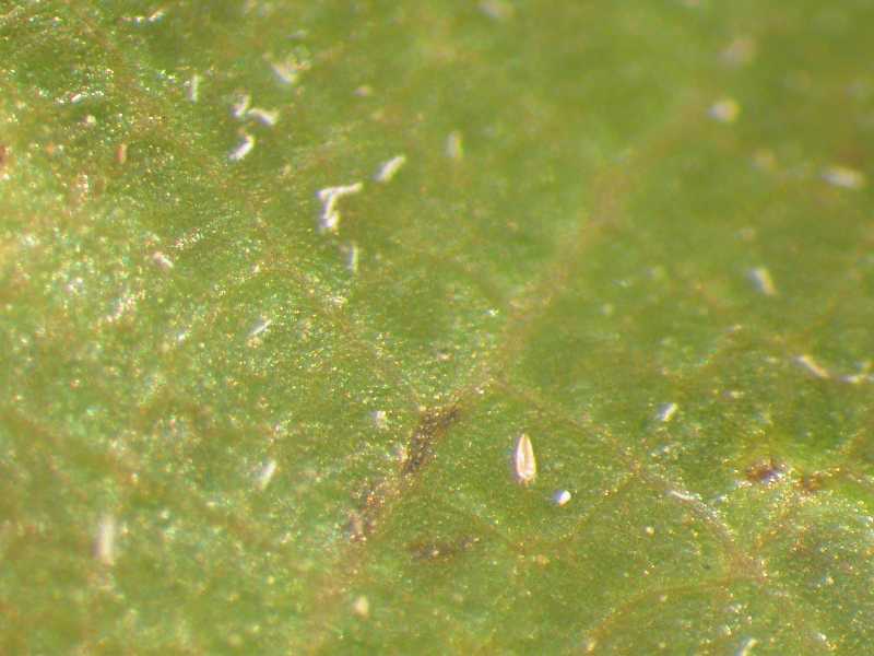 Eriophyid mites